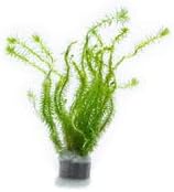 Live Aquarium Stem Plants - Freshwater Aquatic Plant for Fish Tanks, Aquascaping - (Mayaca Fluviatilis, 4 Bunches)