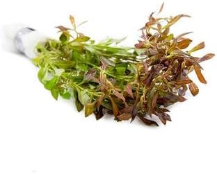 Live Aquarium Stem Plants - Freshwater Aquatic Plant for Fish Tanks, Aquascaping - (Needle Leaf Ludwigia Arcuata, 4 Bunches)