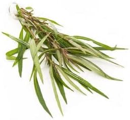 Live Aquarium Stem Plants - Freshwater Aquatic Plant for Fish Tanks, Aquascaping - (Ludwigia Repens, 1 Bunch)