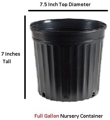 First Editions® Purple Magic Dwarf Crape Myrtle - Live Plant - Full Gallon Pot