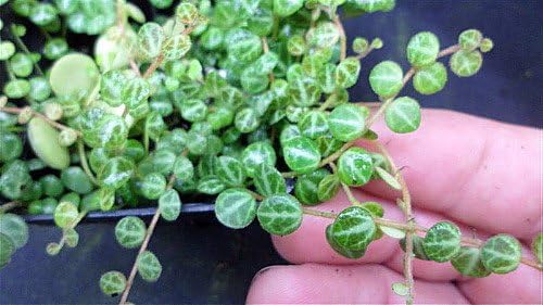 String of Hearts/Turtles/Peace Sign/Cross - Peperomia prostrata- 2.5" Pot