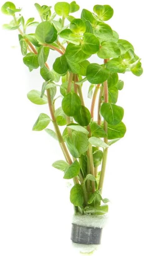 Live Plant - Rotala Fujian - Moderate Care, High Light, Orange-Pink Accent, Freshwater Aquatic Plant for Aquascaping - Lead Bunch