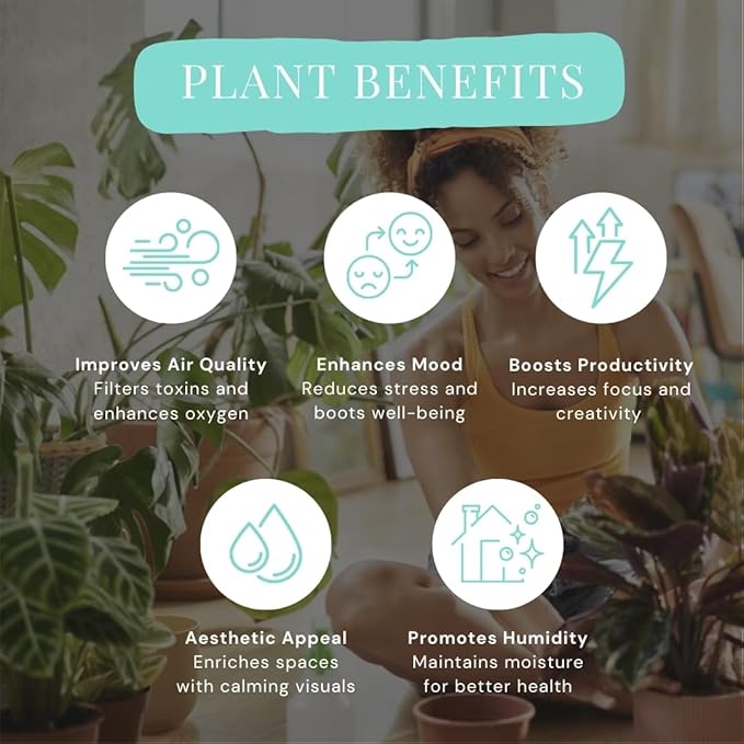 Calathea Assorted 4" pots: Grower's Pick, Indoor Plants, Easy Care Houseplant, Starter Plant,Live Indoor, Easy to Grow - Beginner Plant by Coollectiveplants (10 Pack)