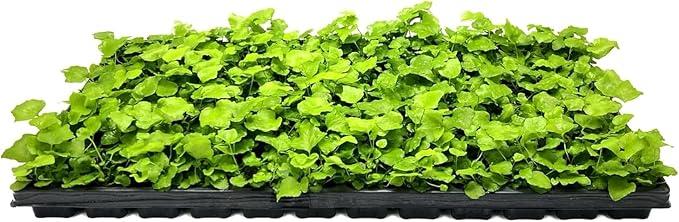 Japanese Holly Fern - 3 Live Plants - Cyrtomium Falcatum Rochfordianum