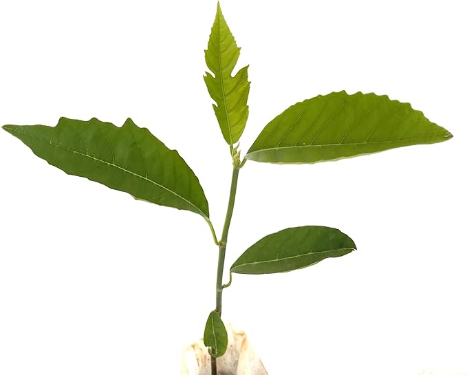 Breadfruit Tree - Live Big Fruit Tree 12"-24" Tropical Plantae