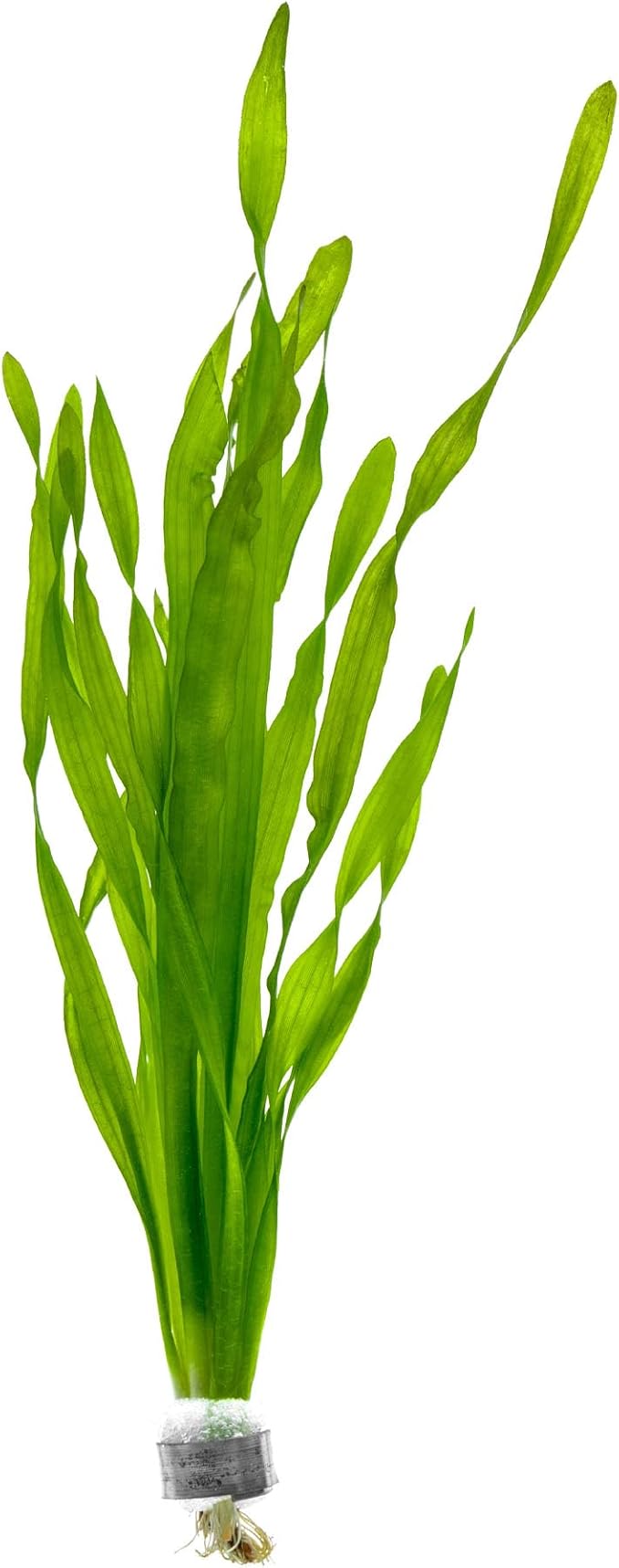 Live Plant - Tall Grass, Vallisneria Americana - Easy Care, Moderate to High Light, Bright Green Accent, Freshwater Aquatic Plant for Aquascaping - Lead Bunch