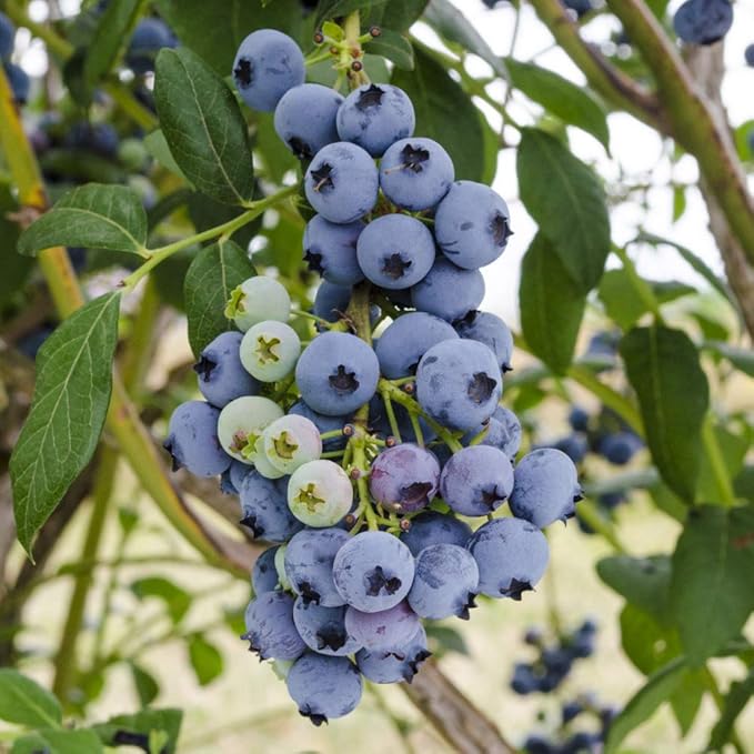 Direct Gardening Bluecrop Blueberry Bush Starter Plant, 1 per Offer-Can't Ship to CA, GA, MI, OR or WA