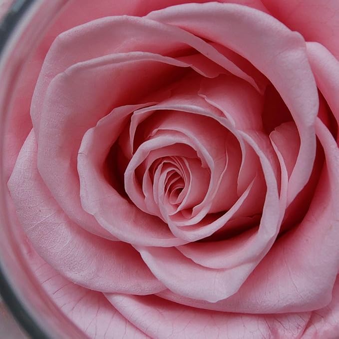 Preserved Real Roses with Colorful Mood Light Wishing Bottle, Eternal Rose,Never Withered Flowers, for Bedroom Party Table Decor, Christmas Decorations, a Gifts for Women 1pcs Pink