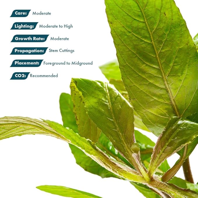 Live Plants - Staurogyne Bihar (Staurogyne sp. Bihar) - Moderate to High Light Aquarium Display, Olive Green Accent, Foreground to Midground Aquascaping - Pot