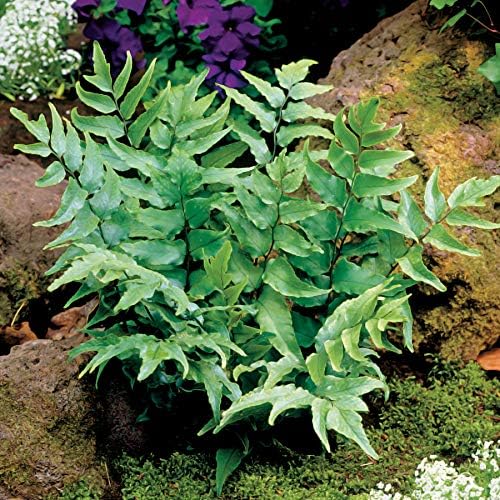Japanese Holly Fern - 20 Live Plants - Cyrtomium Falcatum Rochfordianum