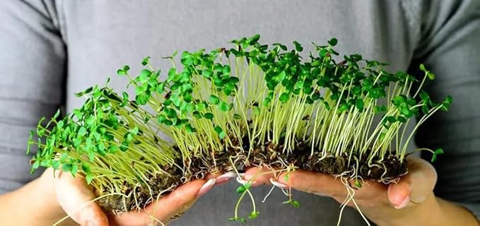 Organic Microgreens Potting Mix: Hand-Mixed with Care Using Top-Grade Canadian Peat Moss, Cococoir, Perlite, Warm Castings, and Lime - 1 Quart