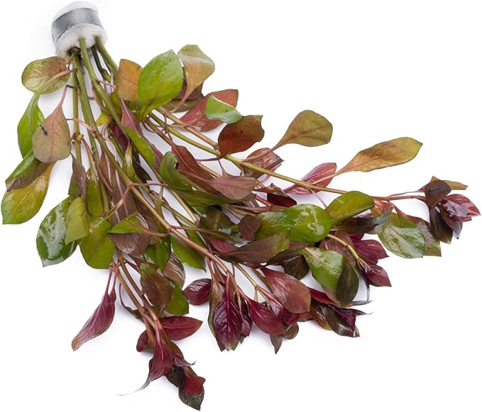 Live Aquarium Stem Plants - Freshwater Aquatic Plant for Fish Tanks, Aquascaping - (Limnophila Belem, 4 Bunches)