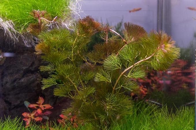 Live Aquarium Red Stem Plants - Freshwater Aquatic Plant for Fish Tanks, Aquascaping - (Lemon Bacopa Caroliniana, 1 Bunch)