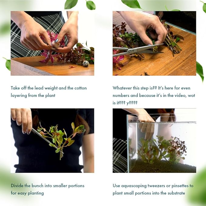 Live Plant - Rotala Fujian - Moderate Care, High Light, Orange-Pink Accent, Freshwater Aquatic Plant for Aquascaping - Lead Bunch