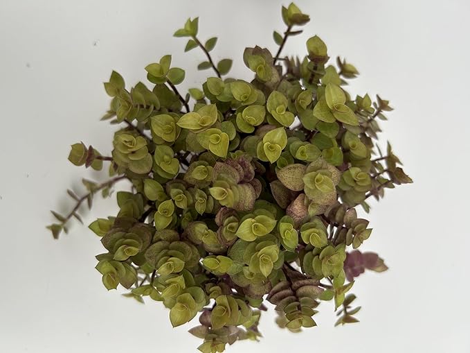 3 Pack Callisia Repens Collectors Pack ~ 3 Varieties VAR Bolivian Gold, Pink Lady and Bolivian Gold ~ Live Potted Houseplants for Home and Garden ~ Low Maintenance, Vibrant Foliage, Indoor Outdoor