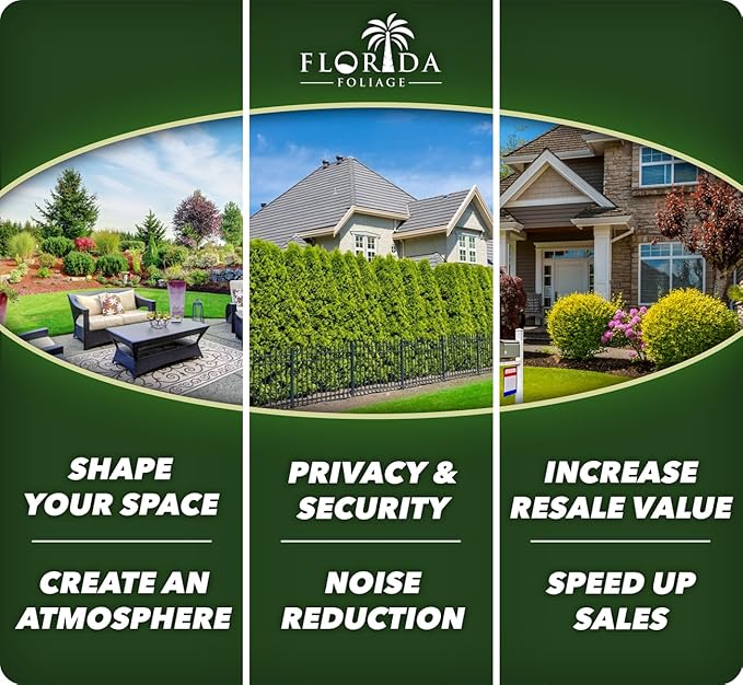 Japanese Holly Fern - 30 Live Plants - Cyrtomium Falcatum Rochfordianum