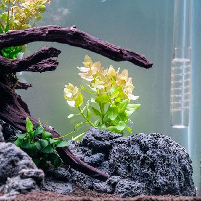 Live Aquarium Red Stem Plants - Freshwater Aquatic Plant for Fish Tanks, Aquascaping - (Lemon Bacopa Caroliniana, 4 Bunches)