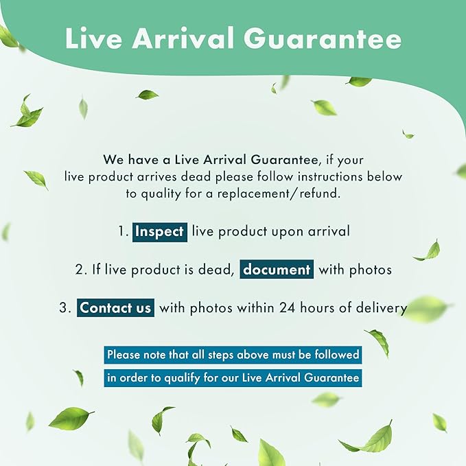 Live Aquarium Stem Plants - Freshwater Aquatic Plant for Fish Tanks, Aquascaping - (Needle Leaf Ludwigia Arcuata, 4 Bunches)