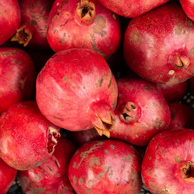 Pack 2 Potted Wonderful Pomegranate Tree Live Plant - Hardy Red Pomegranate Bush - for Gardens and Pots- Full Roots and Easy to Plant, Size 10 to 15 Inch Tall