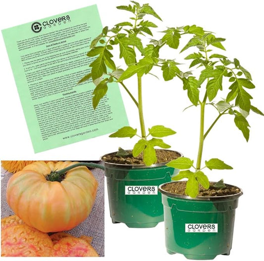 Clovers Garden Heirloom Pineapple Tomato Plants- Two (2) Live Plants – Non-GMO - Not Seeds – Each 4"-8" Tall in 4 Inch Pots - Indeterminate, Disease Resistant