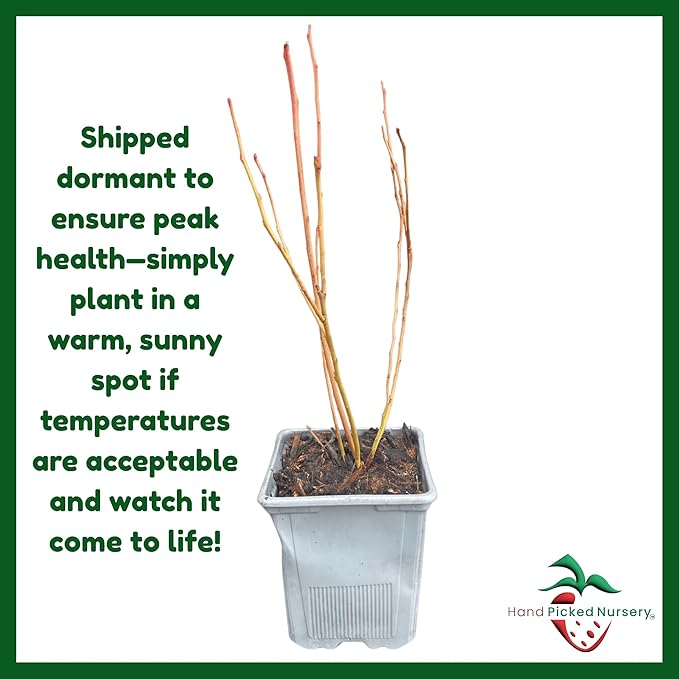 Chandler Blueberry Plant, 1-Liter Pot - Extremely Large Blueberries! Live for Planting from Hand Picked Nursery