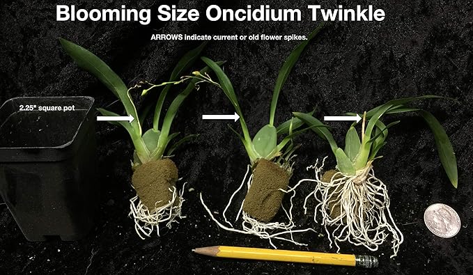 '-Onc. Twinkle 'Yellow Bird' - Fragrant Blooms Easy to Grow and Bloom! Miniature windowsill-Size, Cool and Warm Tolerant. Yellow Flowered Variety. NOT in-Bud/Bloom When Shipped