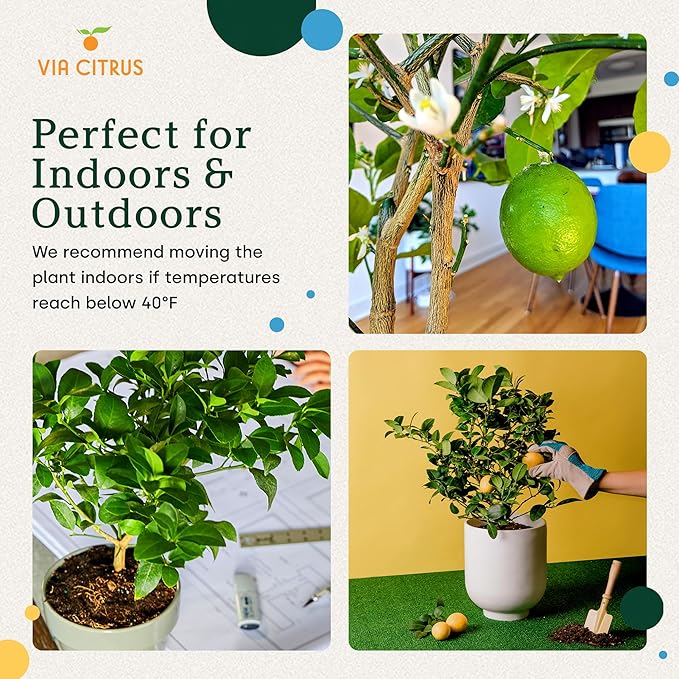 Meyer Lemon Trees Live Plants Outdoor 18-22" Tall - Dwarf Fruit Trees Potted Cannot Ship: CA/AZ/TX/LA – Mini Lemons Plant, Citrus Tree, Indoor Fruit Tree Live Plants, Housewarming Gift by Via Citrus