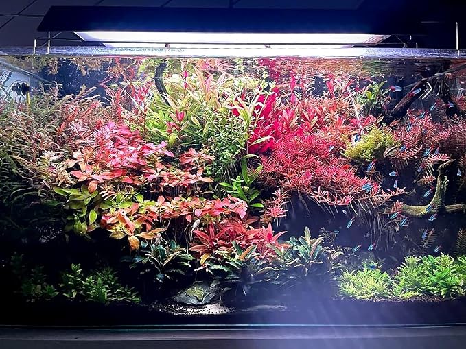 Live Aquarium Red Stem Plants - Freshwater Aquatic Plant for Fish Tanks, Aquascaping - (Ludwigia Natans Super, 1 Bunch)