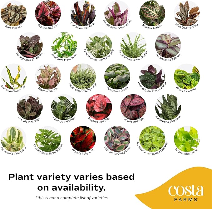 Costa Farms Live Plants (Pack of 20), Easy to Grow Live Indoor Houseplants in 2.5-Inch Plant Pots, Hand-Selected Varieties, Home and Room Decor