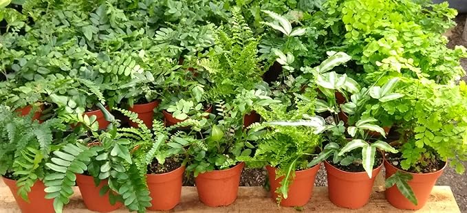 Ferns - Fairy Garden - 5 Different Plants- 4" Pots