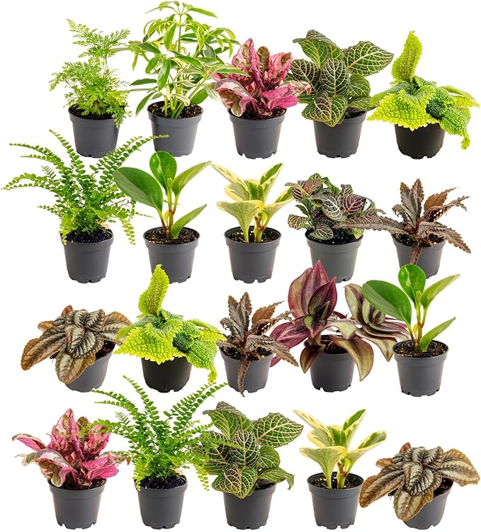 Costa Farms Live Plants (Pack of 20), Easy to Grow Live Indoor Houseplants in 2.5-Inch Plant Pots, Hand-Selected Varieties, Home and Room Decor