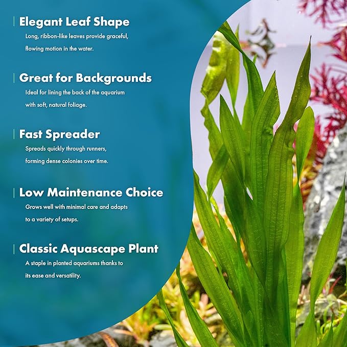 Live Plant - Tall Grass, Vallisneria Americana - Easy Care, Moderate to High Light, Bright Green Accent, Freshwater Aquatic Plant for Aquascaping - Lead Bunch