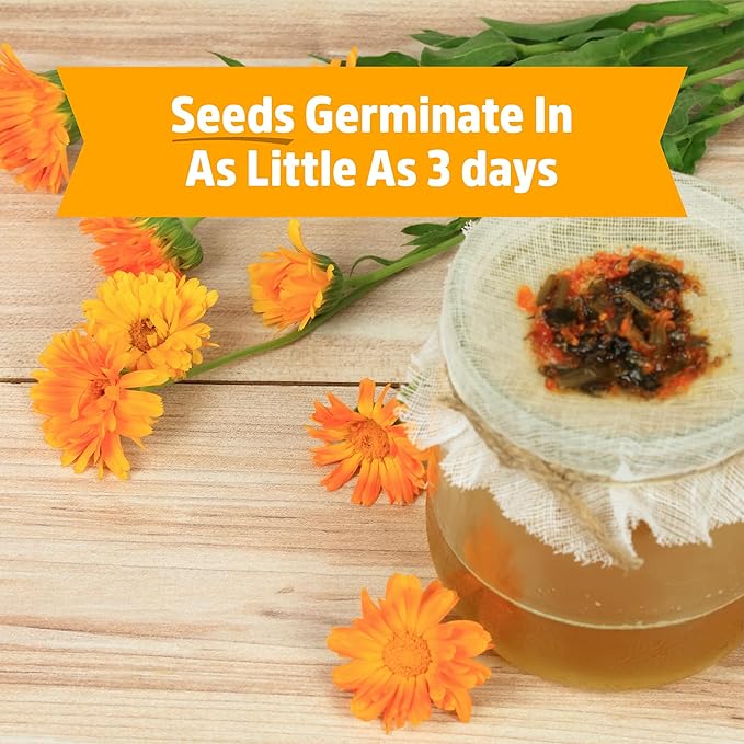 Back to the Roots Organic Marigold Flower Grow Kit with Plantable Starting Pot Soil and Seeds