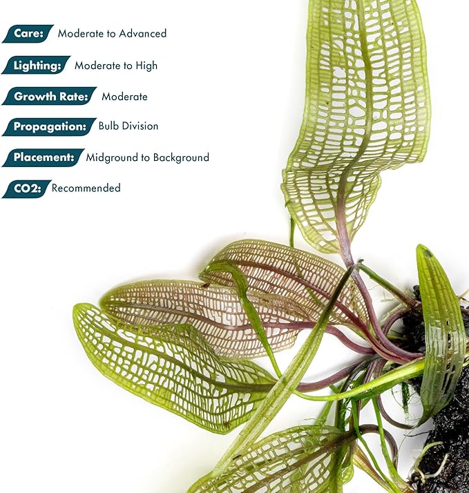Live Plants – Madagascar Lace Plant (Aponogeton madagascariensis) – Medium to High Light, Light to Dark Green Color, Midground to Background, Lace Leaf - Bulb/Bunch, 1 Pack