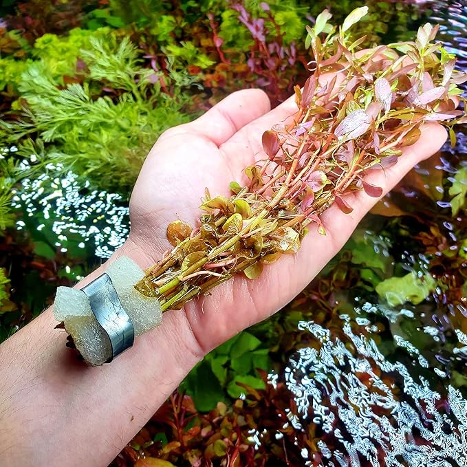 Live Aquarium Red Stem Plants - Freshwater Aquatic Plant for Fish Tanks, Aquascaping - (Rotala Wallichii, 4 Bunches)