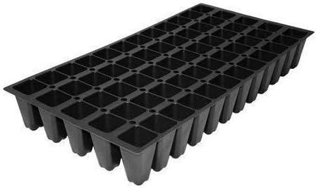 Japanese Holly Fern - 30 Live Plants - Cyrtomium Falcatum Rochfordianum