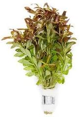 Live Aquarium Stem Plants - Freshwater Aquatic Plant for Fish Tanks, Aquascaping - (Needle Leaf Ludwigia Arcuata, 4 Bunches)