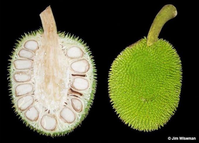 Breadfruit Tree - Live Big Fruit Tree 12"-24" Tropical Plantae