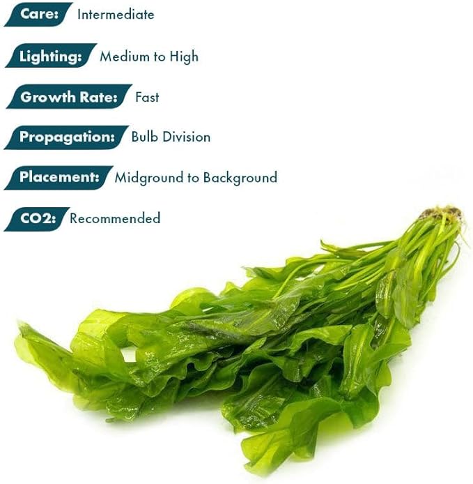 Live Plants – Aponogeton Ulvaceus (Aponogeton ulvaceus) – Medium to High Light, Bright Green Color Accent, Midground to Background Placement, Wavy Leaf – Bulb/Bunch, 1 Pack