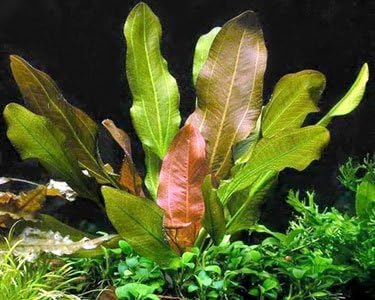 Rooted Live Aquarium Plant Bundle - 6 Easy Species | Snail Free Guaranteed