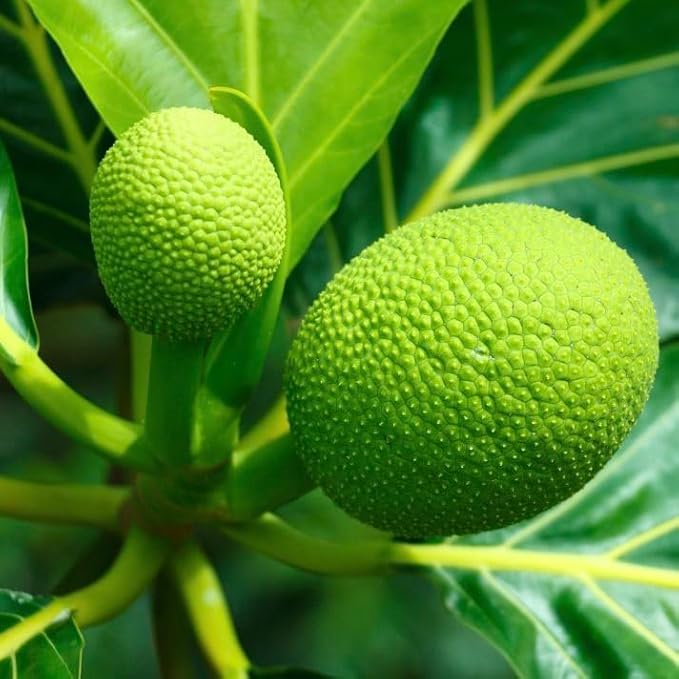 Breadfruit Tree - Live Big Fruit Tree 12"-24" Tropical Plantae