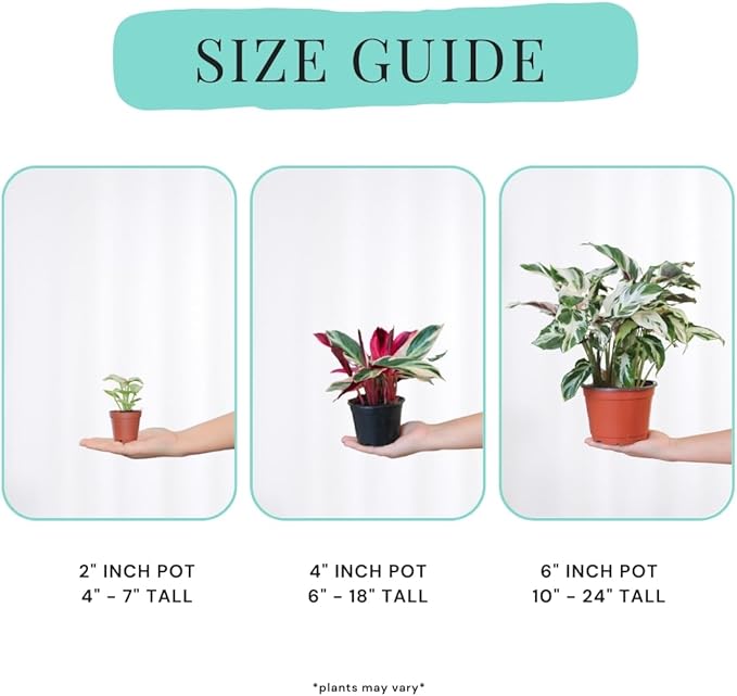 Calathea Assorted 4" pots: Grower's Pick, Indoor Plants, Easy Care Houseplant, Starter Plant,Live Indoor, Easy to Grow - Beginner Plant by Coollectiveplants (6 Pack)