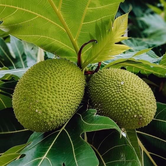 Breadfruit Tree - Live Big Fruit Tree 12"-24" Tropical Plantae