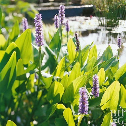 Pickerel Rush Live Pond Plant for Water Garden (Blue Pickerel Rush, 3)
