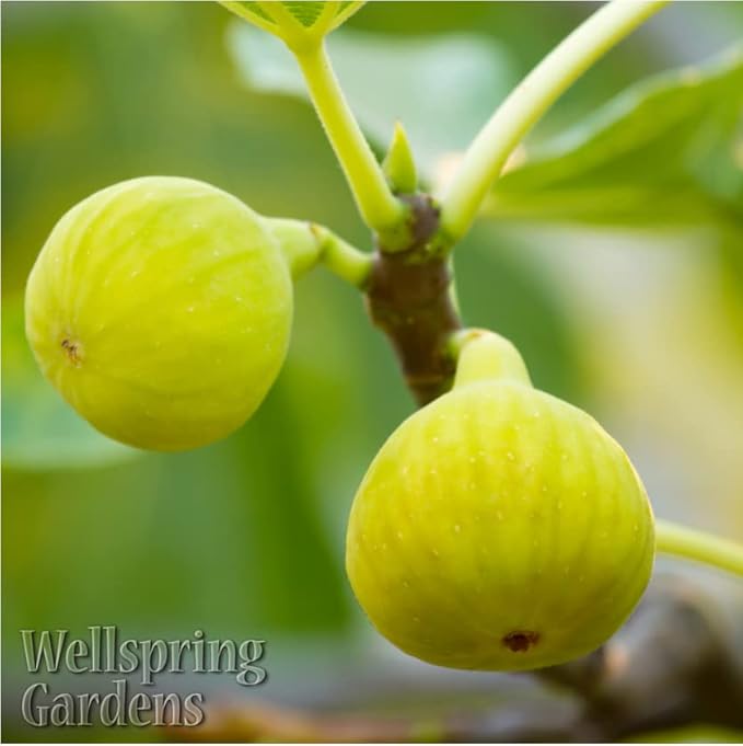Yellow Long Neck Fig Live Plant - Ficus carica by Wellspring Gardens - Yellow-Fruit Tree Starter Plant, Live Fig Plant, Edible Tropical Plants Live, Garden and Patio Tree, Great for Outdoor Plant
