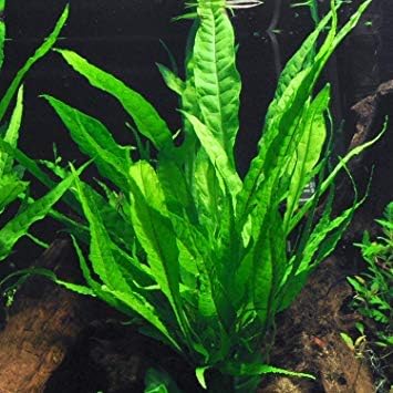 Rooted Live Aquarium Plant Bundle - 6 Easy Species | Snail Free Guaranteed
