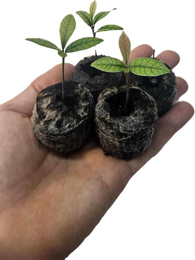 Set of 4 Miracle Berry Plants (Synsepalum dulcificum) - Unique Fruit That Makes Sour Foods Taste Sweet - Live Seedlings for Home or Garden