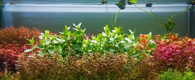 Live Aquarium Stem Plants - Freshwater Aquatic Plant for Fish Tanks, Aquascaping - (Needle Leaf Ludwigia Arcuata, 1 Bunch)