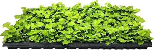 Japanese Holly Fern - 20 Live Plants - Cyrtomium Falcatum Rochfordianum