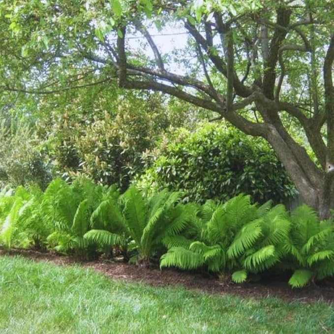 20 Ostrich Fern Rhizomes/Roots - Matteuccia struthiopteris - (20 Pack)